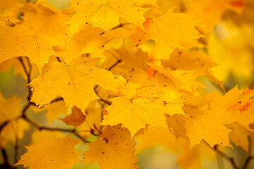 Brilliant yellow maple leaves in mid-October reamin on the tree within Pike Lake Unit, Kettle Moraine State Forest, Hartford, Wisconsin