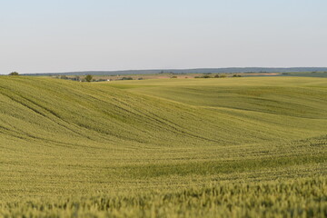 Green field of growing wheat in summer. Selective focus. Copy space.