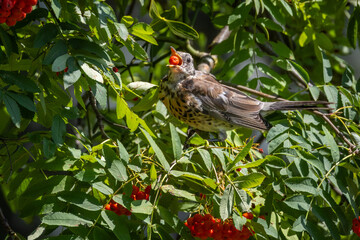  A young Fieldfare sits on the branch of a rowan tree and eats its orange berries toward the camera lens on a sunny summer day.
