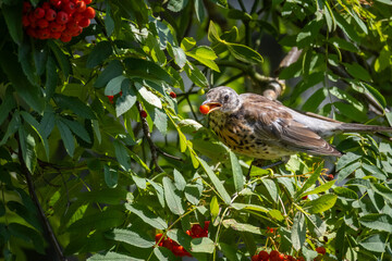 A young Fieldfare sits on the branch of a rowan tree and eats its berries toward the camera lens on a sunny summer day.
