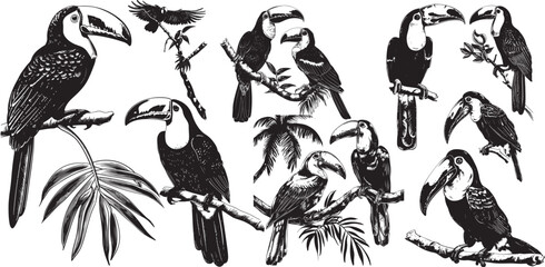 Toucan set illustration ink sketch
