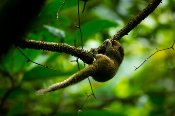 An oriental squirrel or plaintain squirrel (Callosciurus notatus) searching for seeds among rainforest trees, natural background