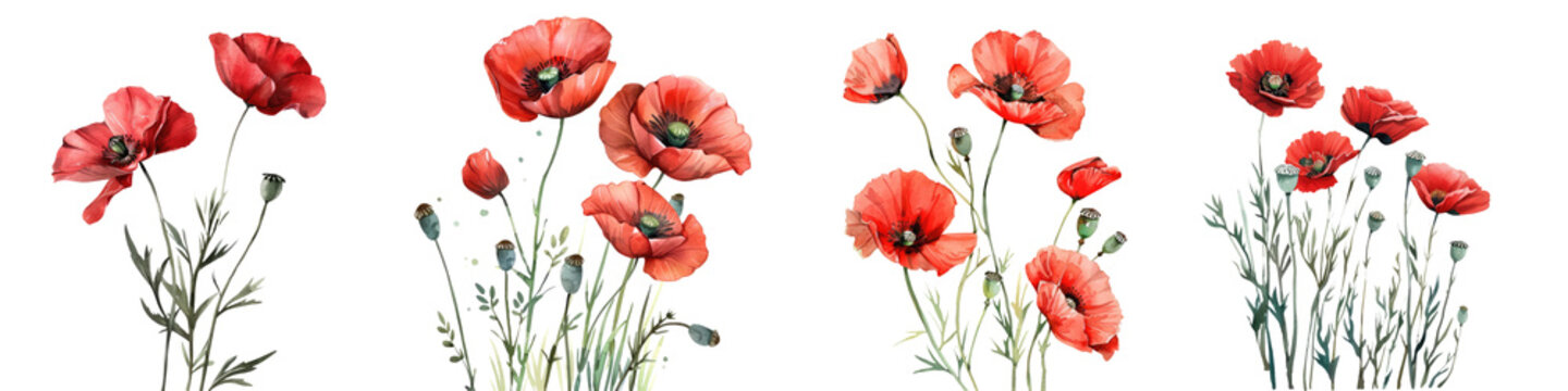Collection of poppy flowers watercolor isolated on white or transparent background