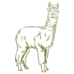 handdrawn female alpaca with separate white background