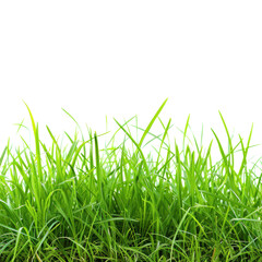 Fototapeta premium Green grass blades