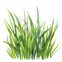 Fototapeta premium Green Grass Blades