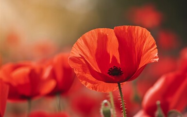 Poppy Flower: A bright red poppy flower, a symbol of remembrance., Veteran Day