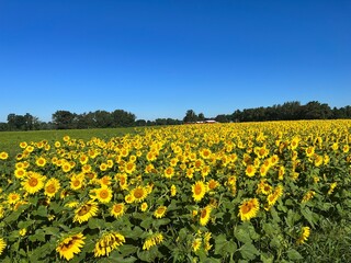 Sunflowers in field ready for harvest