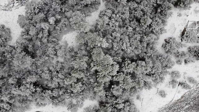 Beautiful snowy forest in Seva
