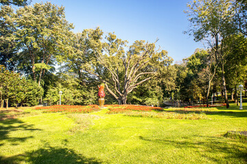 landscape with trees in the park