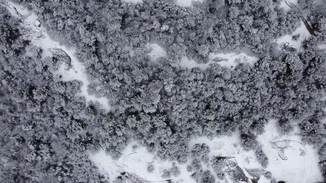 Beautiful snowy forest in Seva