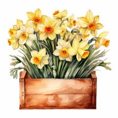 Watercolor Painting of Daffodils in a Wooden Crate