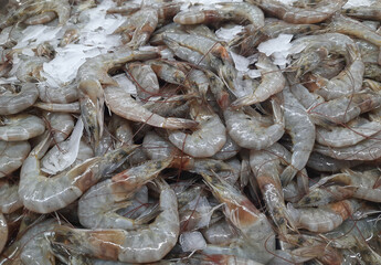 fresh raw shrimps on ice at the fish market