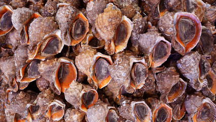 Abundance of Conch, Fresh Seafood at a Korean Fish Market,