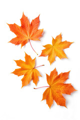 Autumn leaves fall