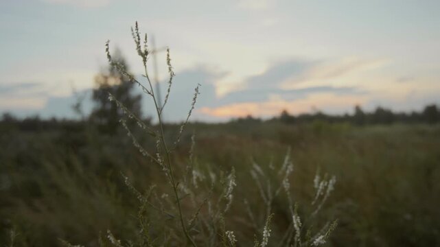Close-up no people shot of plain wild flower growing in field in countryside, trembling in wind, against twilight sky at nightfall