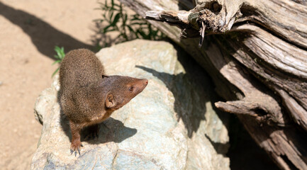 little gopher on a stone