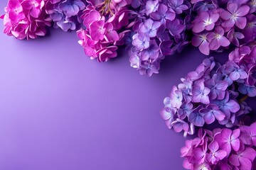Fototapeta premium A beautiful collection of purple and pink hydrangea flowers artistically arranged on a purple background for creative flair.