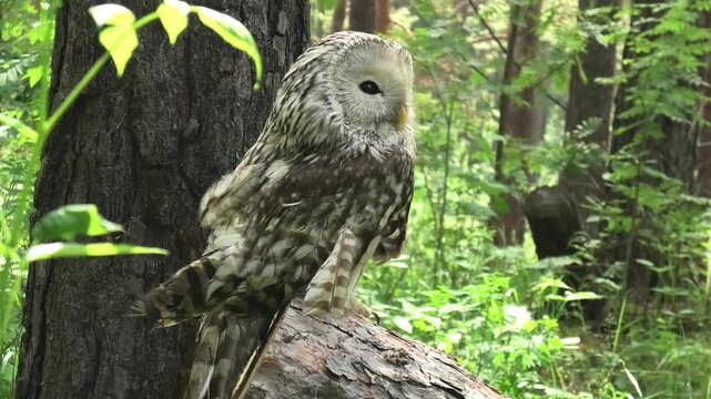 Ural owl in a summer forest (Strix uralensis)