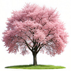 Obraz premium Blooming Pink Cherry Blossom Tree