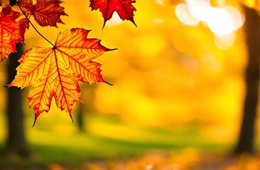 Fototapeta premium autumn leaves background. banner for autumn and end of year with red and yellow maple leaves with soft focus light and bokeh background