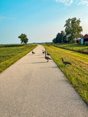 A group of ducks walk across a paved trail. Rural setting with grassy fields on either side of the...