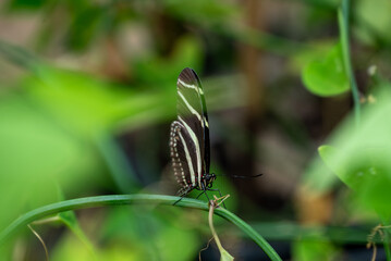 butterfly on the grass