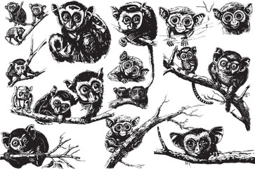  tarsier ink sketch illustration 