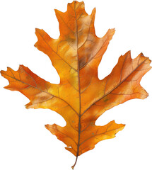 Dried autumn leaf