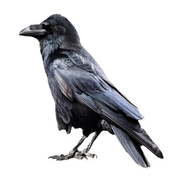 recommend clip art: crow standing isolated on transparent background