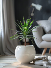 A potted dracaena plant in a modern, cozy living room.