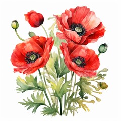 Watercolor Painting of Red Poppies