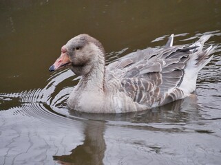 Portrait of an adult white goose on a cloudy autumn day. A large waterfowl against the background of a forest and a country pond.