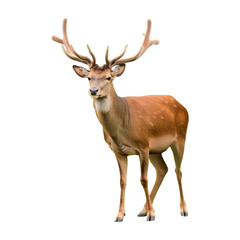 deer standing isolated on transparent background