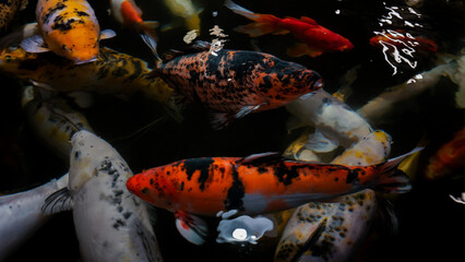 Koi in aquarium