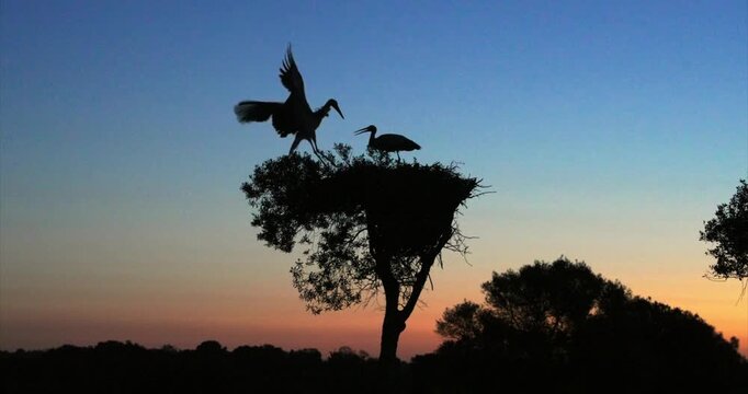 Two storks in nest at stunning dawn landscape, slow motion