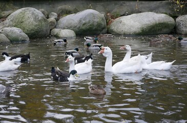 Portrait of an adult white goose on a cloudy autumn day. A large waterfowl against the background of a forest and a country pond.