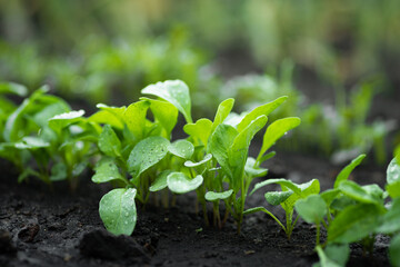 Arugula growing. Row of rocket plants (Eruca sativa) cultivated as salad vegetable in home garden