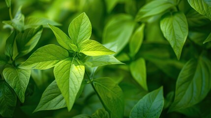 Fototapeta premium A close up of green leaves with a bright green hue. Concept of growth and renewal, as well as the beauty of nature