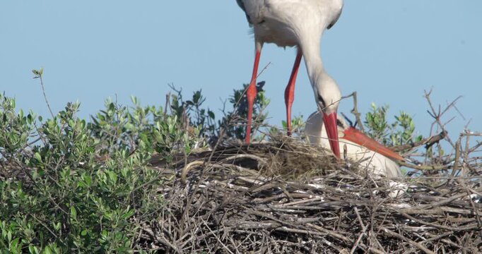 white stork building nest, close up