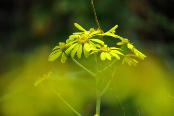 日本的な奥ゆかしい花