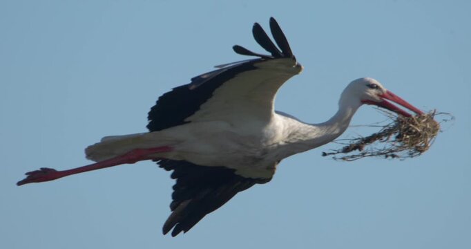 White stork flying with nest material to nest, landing, slow motion