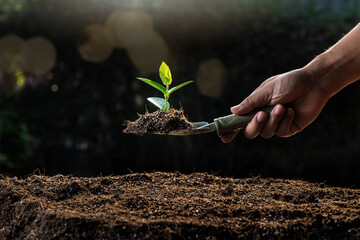 A young seedling plant on a spoon shovel with defocused light bokeh. Earth Day Concept. © skarie