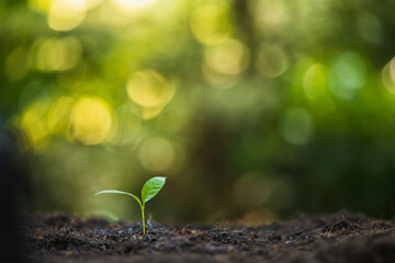 Green sprout growing from seed. Seedling Young plant growing in garden. Green world and earth day concept. Green leaves, natural growth, and sunlight, the concept of agriculture.