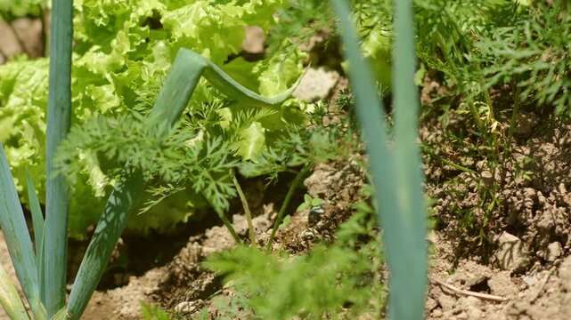  Agricultural Practices - Carrots, Lettuce, and Scallions  Panning Close-Up