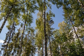 Green deciduous and coniferous trees in summer seen from the ground and up against a blue sky in sunshine