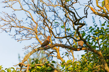 The mourning dove (Zenaida macroura). Bird known as the American mourning dove, the rain dove, and colloquially as the turtle dove, and was once known as the Carolina pigeon and Carolina turtledove