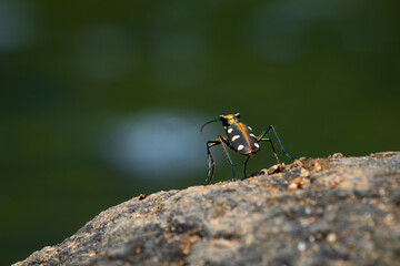 Blue-spotted tiger beetle or golden-spotted tiger beetle (Cicindela aurulenta) perching on a river rock, with natural river background