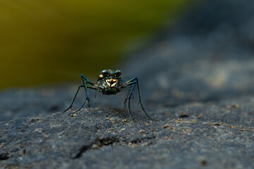 Blue-spotted tiger beetle or golden-spotted tiger beetle (Cicindela aurulenta) perching on a river rock, with natural river background