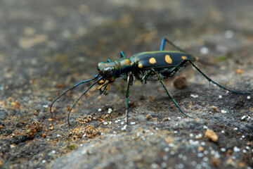 Blue-spotted tiger beetle or golden-spotted tiger beetle (Cicindela aurulenta) perching on a river rock, with natural river background